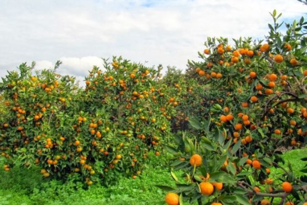 Тур в Ленкорань — субтропический рай на берегу Каспия
